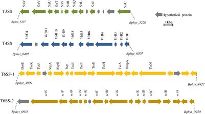 Paraburkholderia phytofirmans PsJN-Plants Interaction: From Perception to the Induced Mechanisms